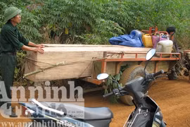 Rừng tan hoang vì bảo vệ hóa thành... lâm tặc