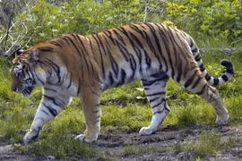 Ngày Quốc tế Hổ lần đầu tiên tổ chức tại Việt Nam