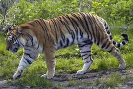 Ngày Quốc tế Hổ lần đầu tiên tổ chức tại Việt Nam