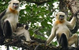 Người từng hạ sát voọc ở Khau Ca