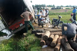 Mua, vận chuyển gỗ trái phép, bị phạt 225 triệu đồng