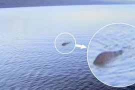 Quái vật hồ Lochness thật sự tồn tại?!