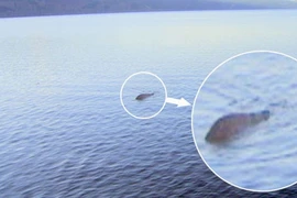 Quái vật hồ Lochness thật sự tồn tại?!