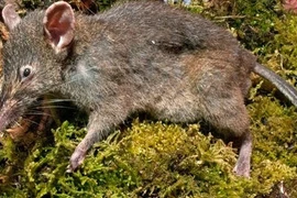 Phát hiện một loài chuột mới ở Indonesia