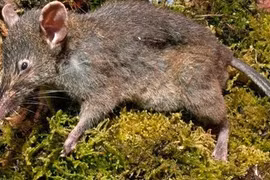 Phát hiện một loài chuột mới ở Indonesia