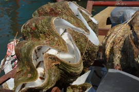 Chuyển 20 cá thể trai tai tượng khổng lồ thành mẫu vật quốc gia