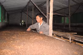 Phá sản vì gom hết tiền đi nuôi giun