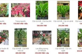 Muôn nẻo chọn cây chơi Tết