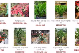 Muôn nẻo chọn cây chơi Tết