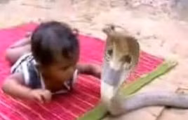 Bị rắn hổ mang cắn, bé 14 tháng tuổi bị rối loạn đông máu