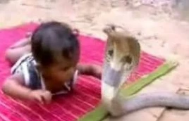 Bị rắn hổ mang cắn, bé 14 tháng tuổi bị rối loạn đông máu