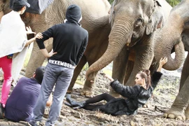 Thí sinh Next top model bị voi "tạt tai", quấn chân