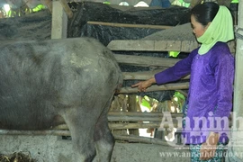 Xuất hiện nạn chặt trộm đuôi trâu