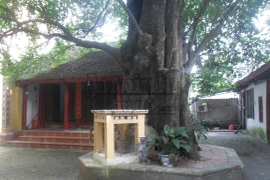 Những chuyện thực hư kỳ lạ về cây thị thần, gần 600 năm tuổi