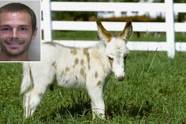 Quái đản kẻ chỉ thích "quan hệ" với... lừa và ngựa