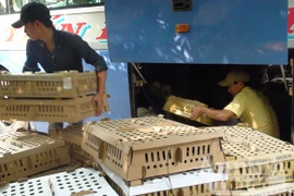 Bắt xe khách vận chuyển 7.300 con gia cầm không rõ nguồn gốc