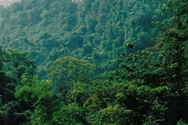 Làm người tiền sử giữa rừng nguyên sinh