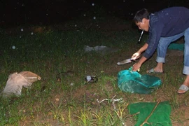 Động vật hoang dã về rừng trong đêm