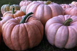 Trồng bí ngô màu hồng để gây quỹ nghiên cứu bệnh ung thư vú