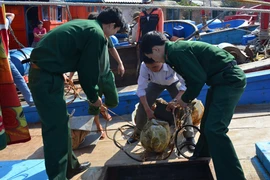 Tạm giữ 20 cá thể trai tai tượng khổng lồ quí hiếm cấm khai thác