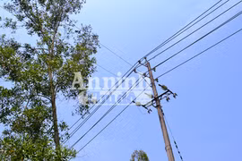 Vi phạm hành lang an toàn lưới điện: Luật đã có nhưng khó xử lý