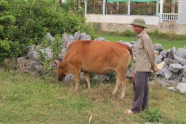 "Bê tặc" oanh tạc vùng quê nghèo