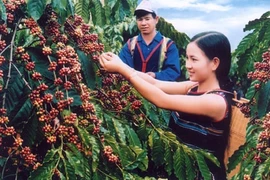 Tìm giải pháp đòi lại thương hiệu cà phê Buôn Ma Thuột