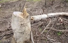 Bắt đối tượng dùng cưa xăng phá gần 1ha rừng