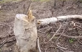 Bắt đối tượng dùng cưa xăng phá gần 1ha rừng