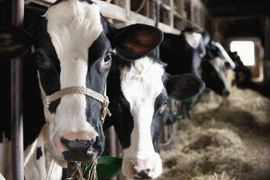 Máy bay buộc phải hạ cánh khẩn cấp vì 390 con bò phát nhiệt