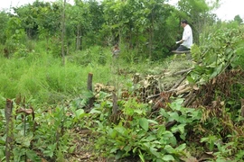 Rừng được giao đến đâu... phá đến đó