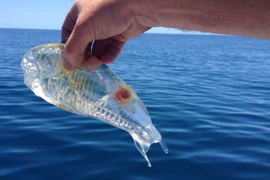 Phát hiện sinh vật trong suốt như thạch ở biển