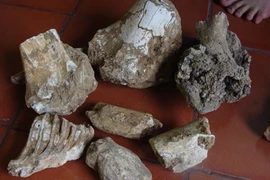 Hang động kỳ bí chứa kho xương cổ khổng lồ (3)