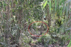 Hốt hoảng phát hiện xác nữ giới chết lõa thể, có vết đâm trên người