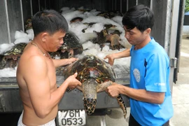 Săn trộm rùa biển, 14 ngư dân mất tích