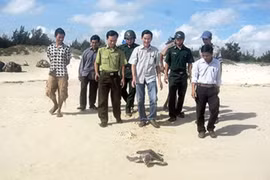 Thả vích quý hiếm về đại dương