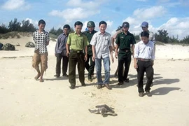 Thả vích quý hiếm về đại dương