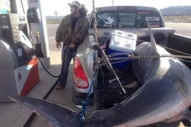 Bắt được cá mập khổng lồ nặng gần 400kg