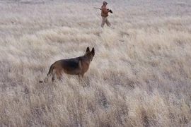 Bị chó dùng súng bắn vào mông