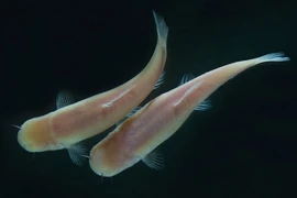 Cá mù mắt vẫn xác định được thời gian