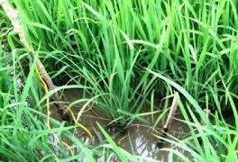 Liên tục chết người vì dùng điện để bẫy chuột