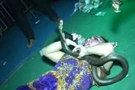 Ca sĩ nhạc pop chết ngay trên sân khấu vì biểu diễn với rắn hổ mang