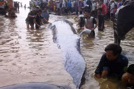 Huy động máy xúc và hàng nghìn người giải cứu cá voi "khủng" dạt vào bờ biển