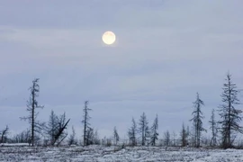 Bệnh than bùng phát tại Nga