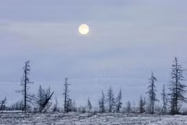 Bệnh than bùng phát tại Nga