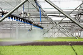 Vingroup ra mắt sản phẩm rau nhà kính đầu tiên