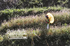 Cồn cào nỗi nhớ mang tên hoa tam giác mạch...