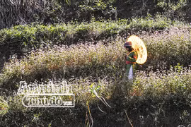 Cồn cào nỗi nhớ mang tên hoa tam giác mạch...