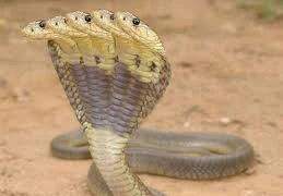 Bí ẩn chưa thể lý giải chuyện "rắn thần" báo thù khiến 12 người chết