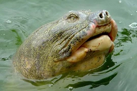 Cụ Rùa bình phục hoàn toàn, được thả về hồ Gươm